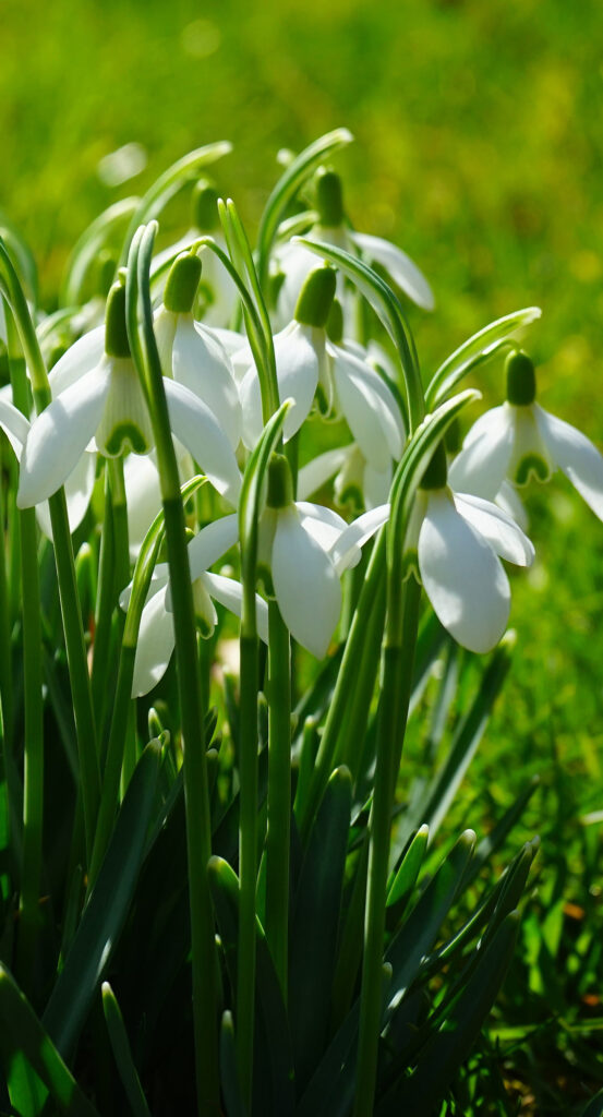 snowdrop-blossom-bloom-spring-flower