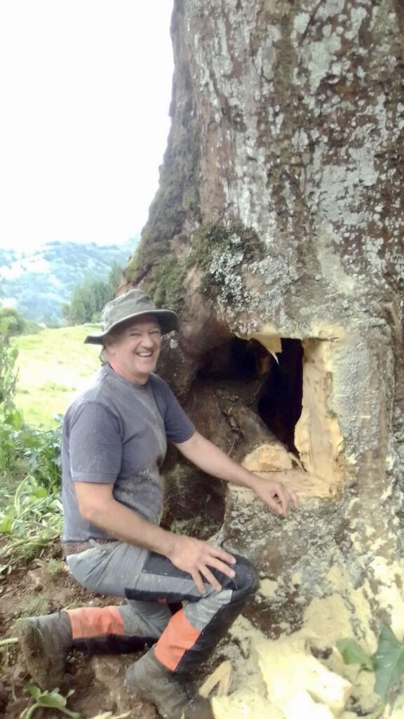 Hollins with the now cowless tree
