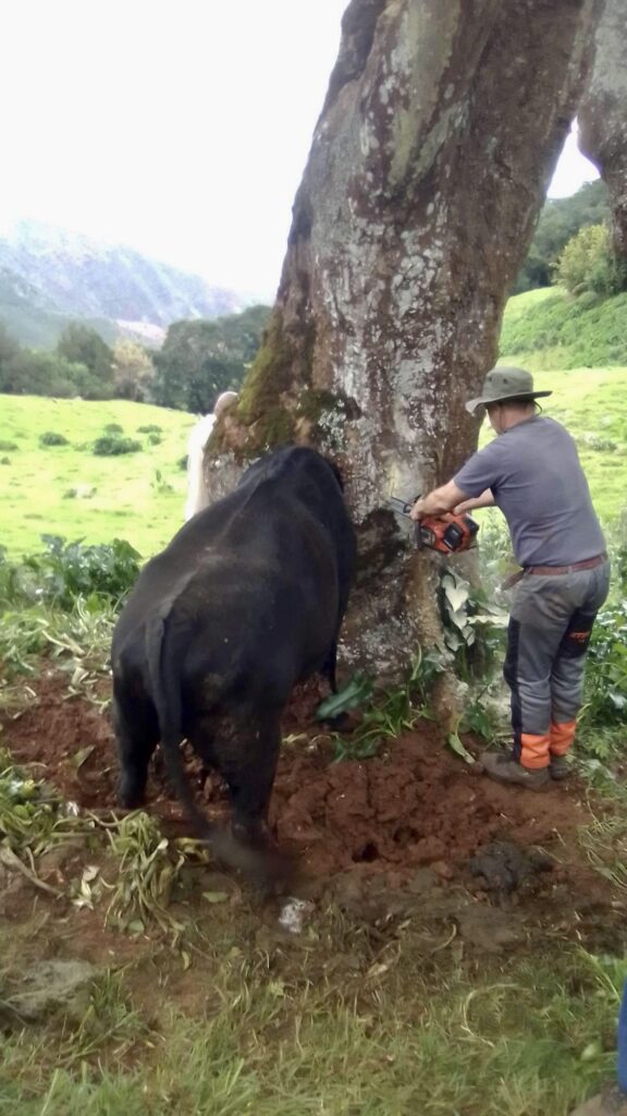 chainsawing tree to free the cow