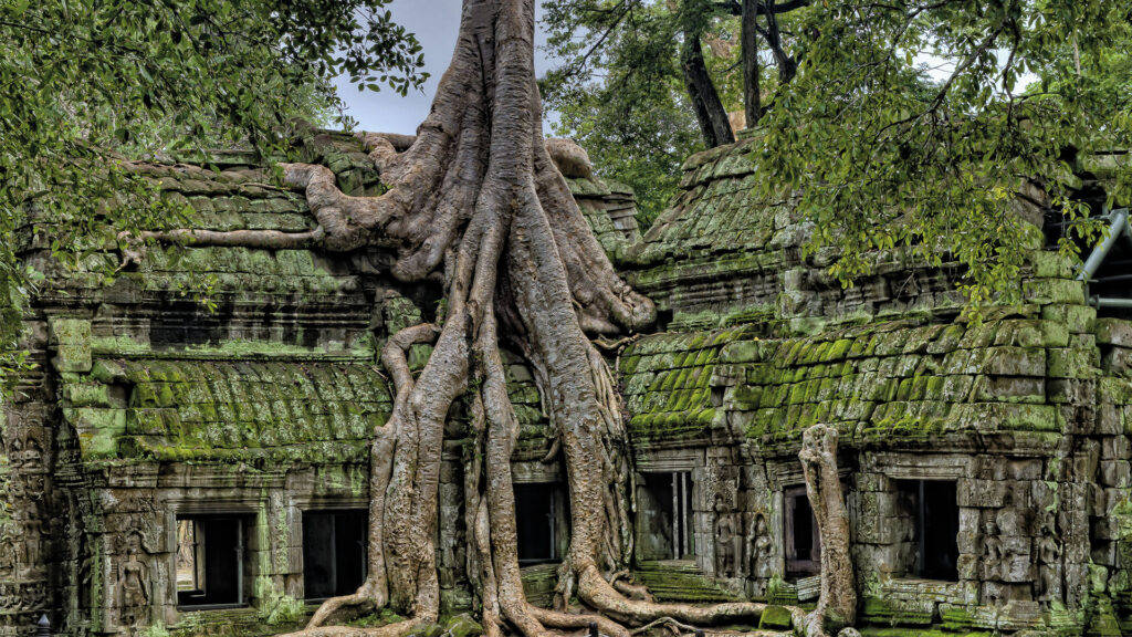 Ta Prohm Temple, Angkor