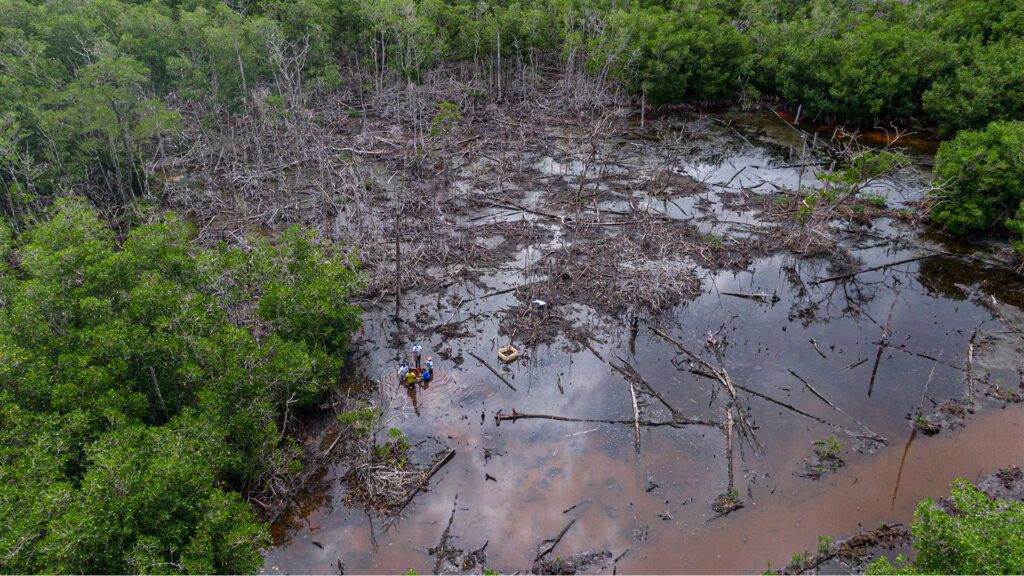 deforestation
